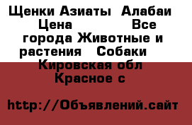 Щенки Азиаты (Алабаи) › Цена ­ 20 000 - Все города Животные и растения » Собаки   . Кировская обл.,Красное с.